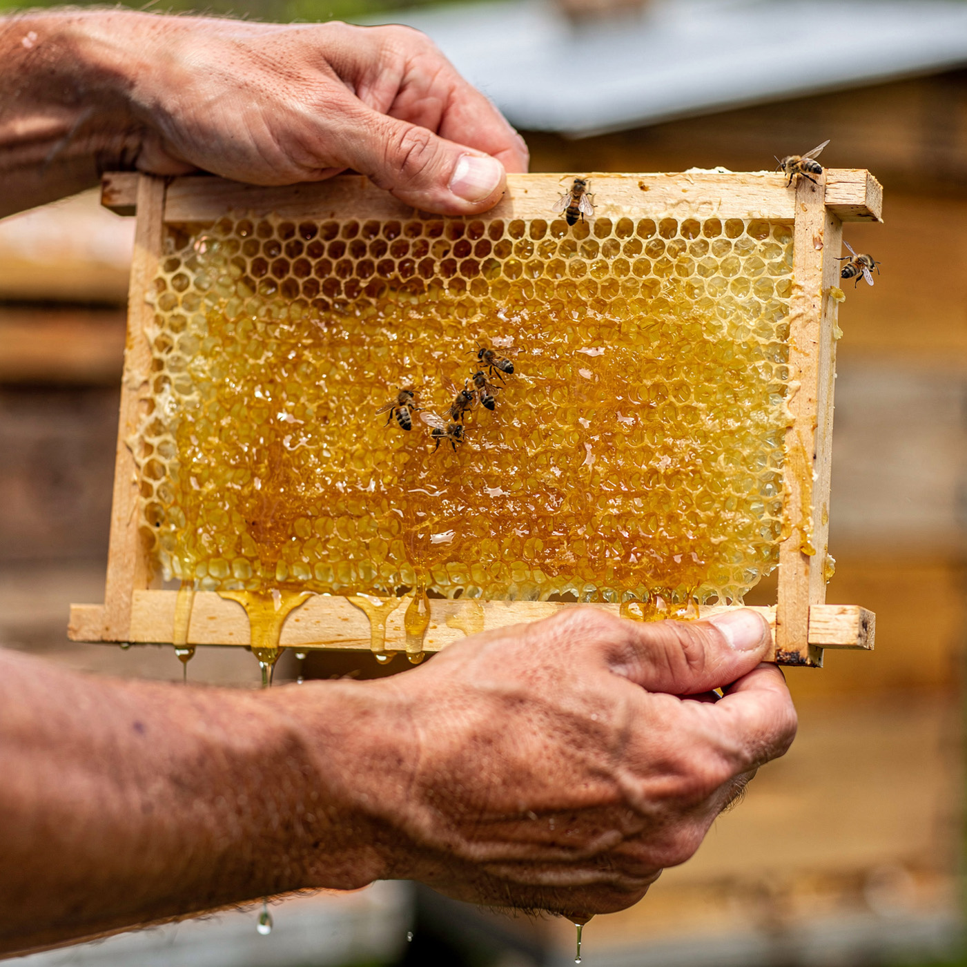 Boží dar - včelár